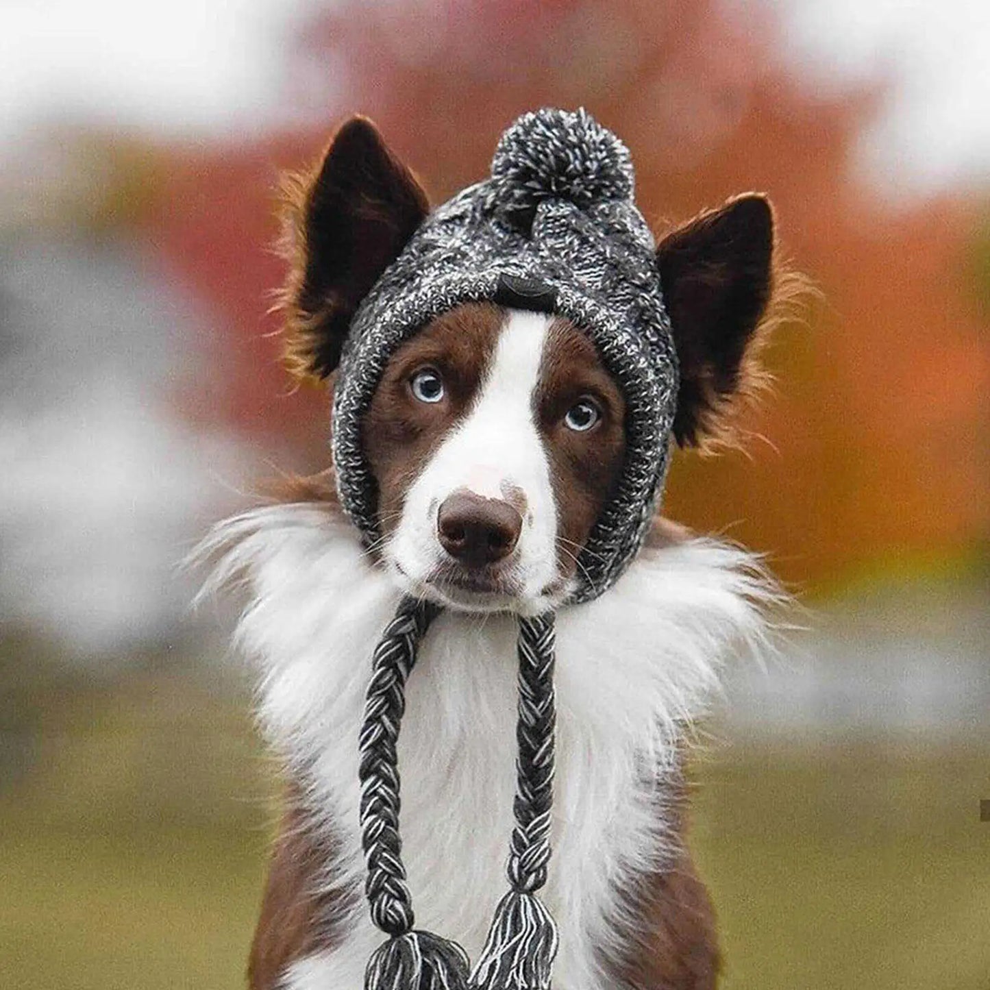 Pet Windproof Knitting Hat